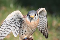 American Kestrel - Jeroen Steeman