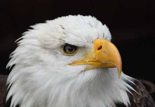 Falconry gallery