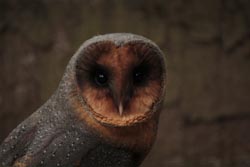 Black Barn Owl