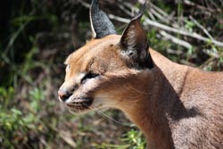 Caracal