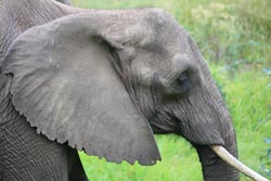 African Elephant