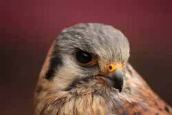 American-Kestrel