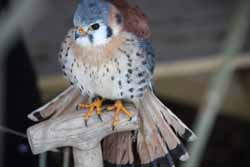 American-Kestrel