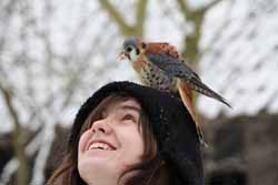 American-Kestrel