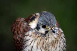 American-Kestrel