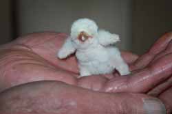American Kestrel
