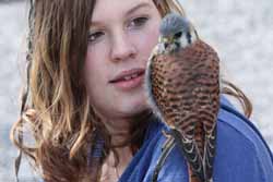 American Kestrel
