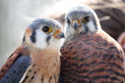 American Kestrel