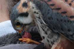 American Kestrel
