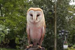Barn Owl