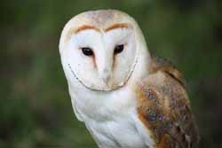 Barn Owl