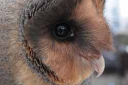 Barn Owl