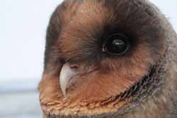 Barn Owl