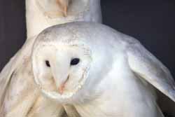 Barn Owl