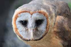 Barn Owl
