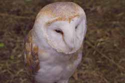 Barn Owl