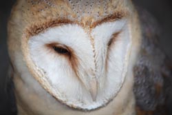 White Barn Owl