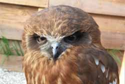 Boobook Owl