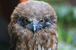 Boobook Owl