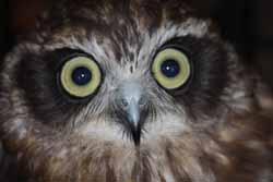 Boobook Owl