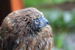 Boobook Owl