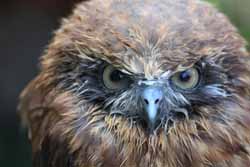 Boobook Owl