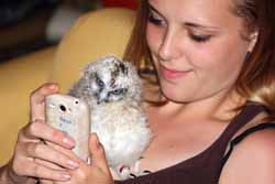 Boobook Owl