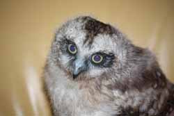 Boobook Owl