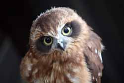 Boobook Owl