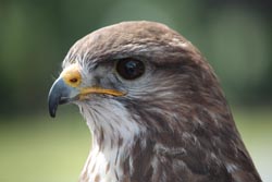 Buzzard