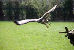 European Buzzard