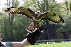European Buzzard