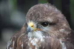 European Buzzard