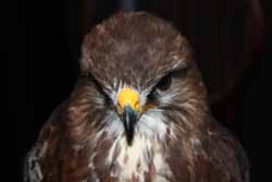 European Buzzard
