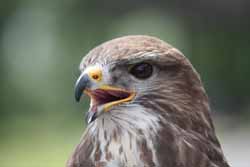 Buzzard