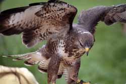 Buzzard