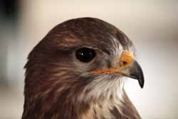 Buzzard