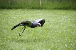 Chilean Eagle