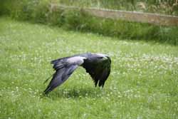 Chilean Eagle