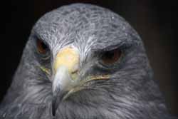 Chilean Eagle