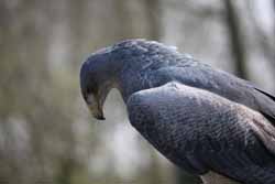 Chilean Eagle