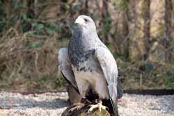Chilean Eagle