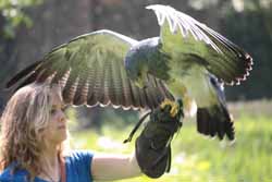 Chilean Eagle