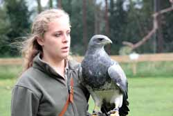 Chilean Eagle