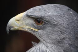 Chilean Eagle