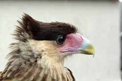 Crested Caracara