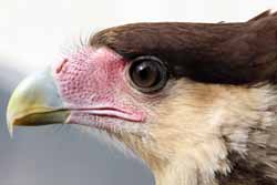 Southrn Crested Caracara
