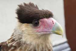 Crested Caracara