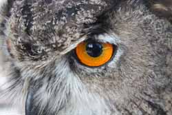 Eagle Owl