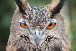 Eagle Owl